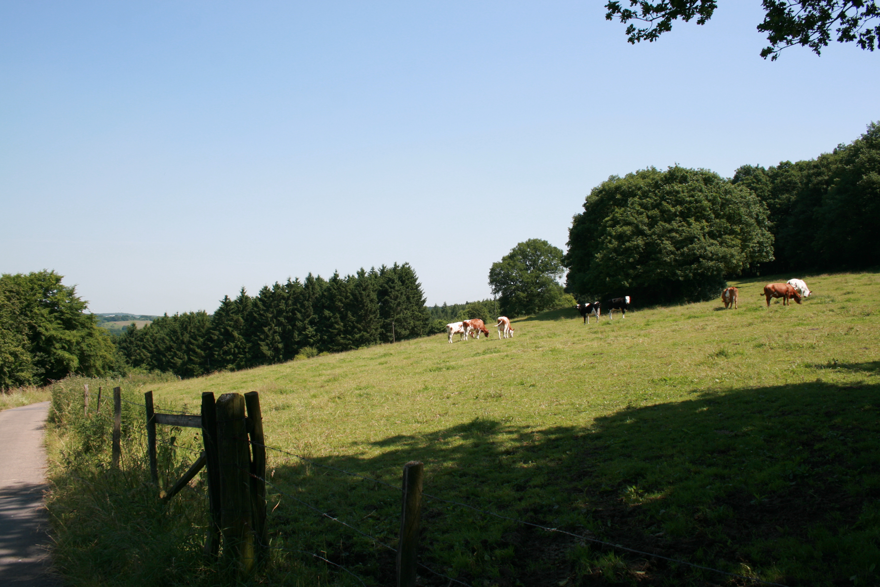 Kühe auf einer Weide mit Bäumen im Hintergrund und blauem Himmel
