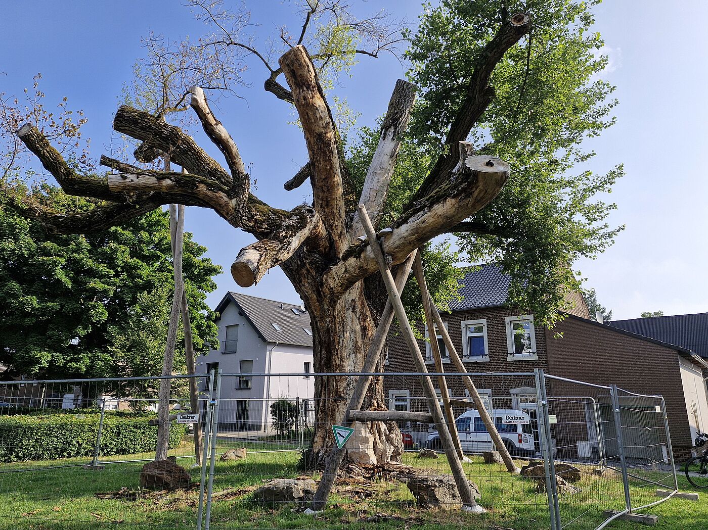 Eine Pappel, die zurückgeschnitten wurde.