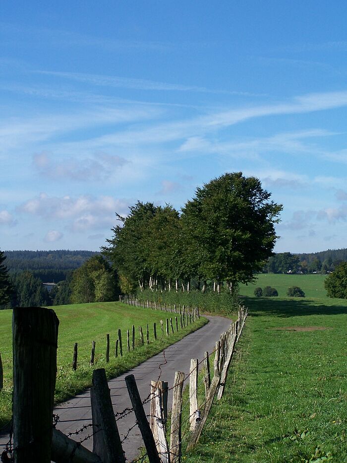 Weg mit Buchenhecke und blauerm Himmel