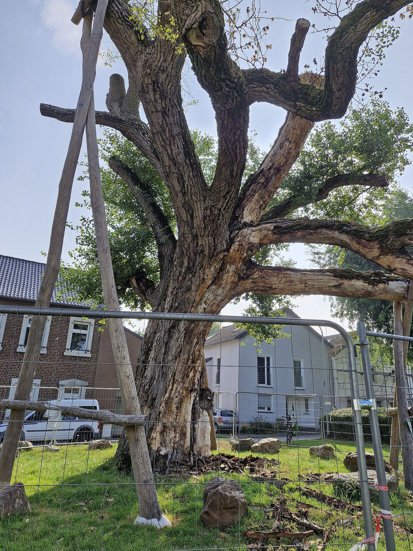 Eine Pappel, die zurückgeschnitten wurde.