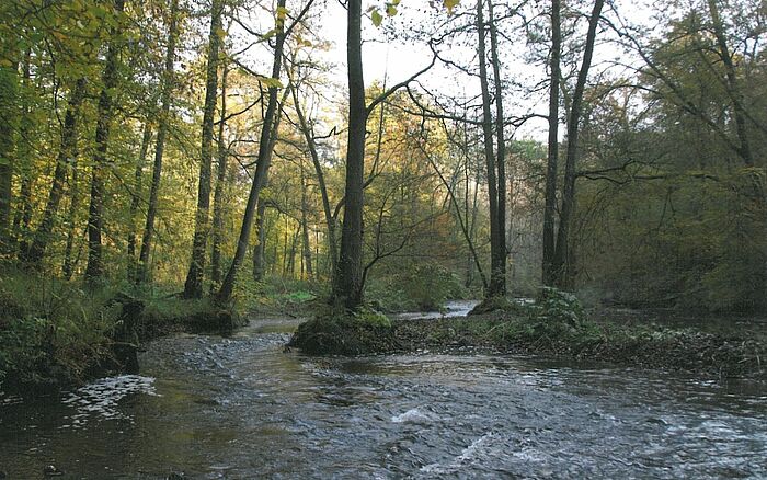 Ein Fluss der märentriert im Wald zu sehen. Bäume umranden den Fluss und eine kleine Landzunge mit Bäumen ragt von rechts in den Fluss. 