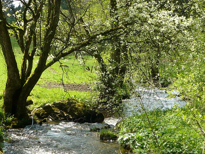 Ein Fluß der von Bäumen umgeben ist. Bäume ragen über den Fluß. Links ist eine Wiese zwischen den Bäumen zu sehen. 