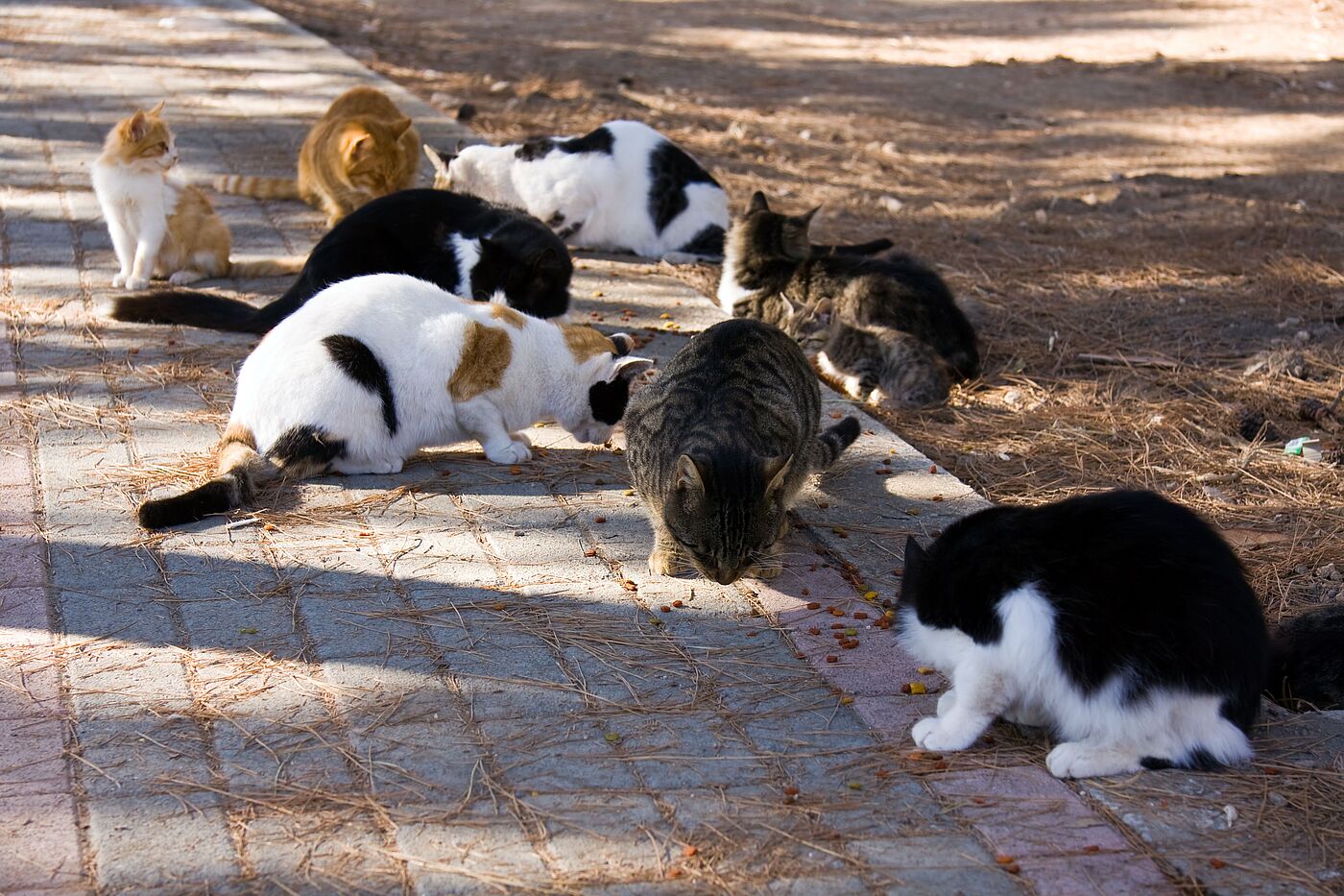 ein Rudel Katzen frisst friedlich auf einem Steinfliesen Weg