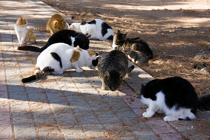 ein Rudel Katzen frisst friedlich auf einem Steinfliesen Weg