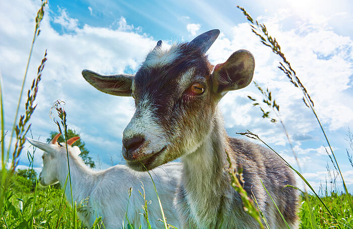 zwei kleine Ziegen stehen im hohen Gras