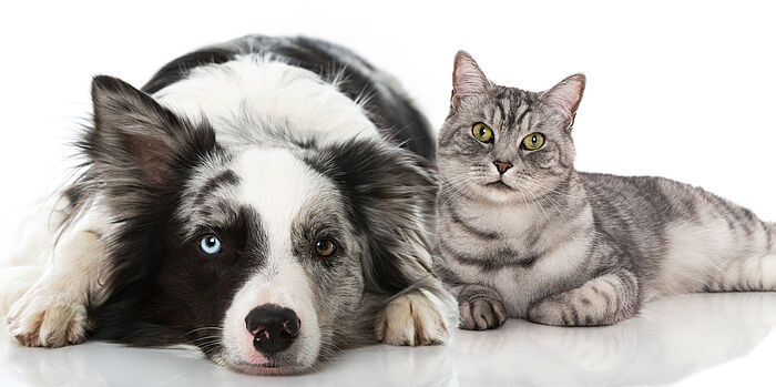 ein Australien Sheppard mit einem braunen und einem blauen Auge liegt friedlich neben einer grau getigerten Katze