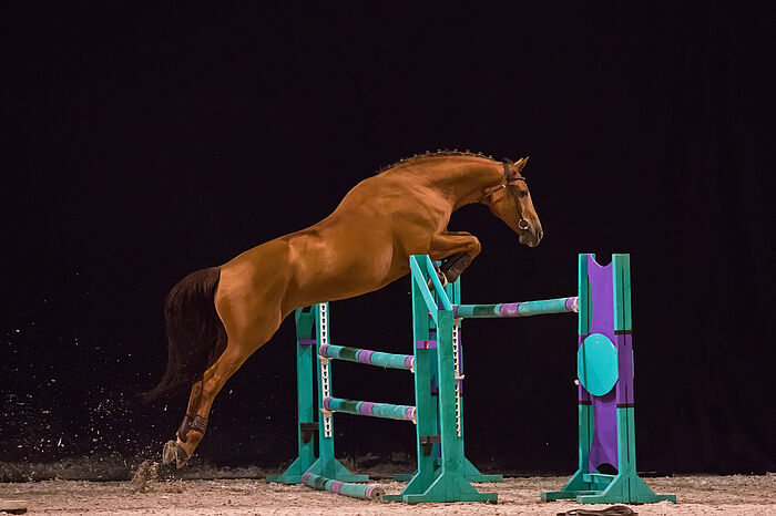 Pferd springt ohne Reiter über Hindernis