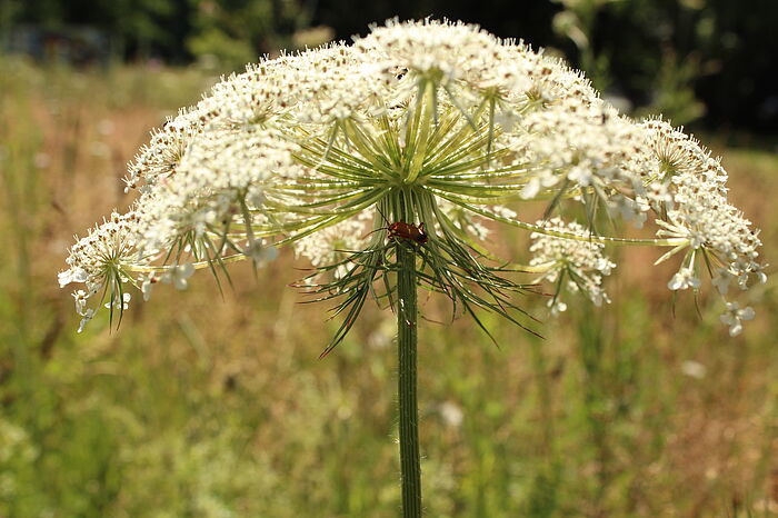 Doldenblüte mit Käferchen