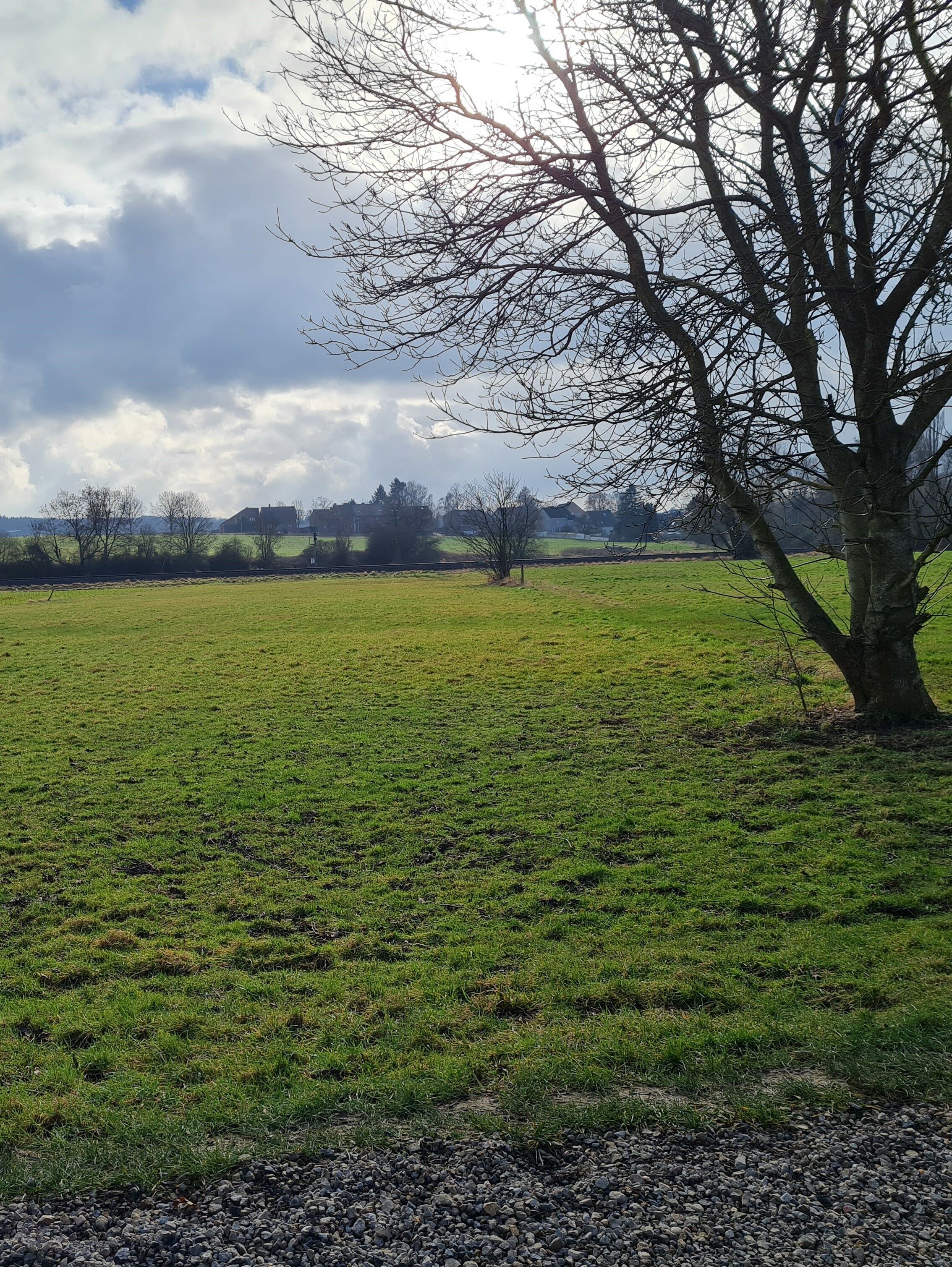 Eine Wiese mit einem Baum an der rechten Seite und Bäumen im Hintergrund