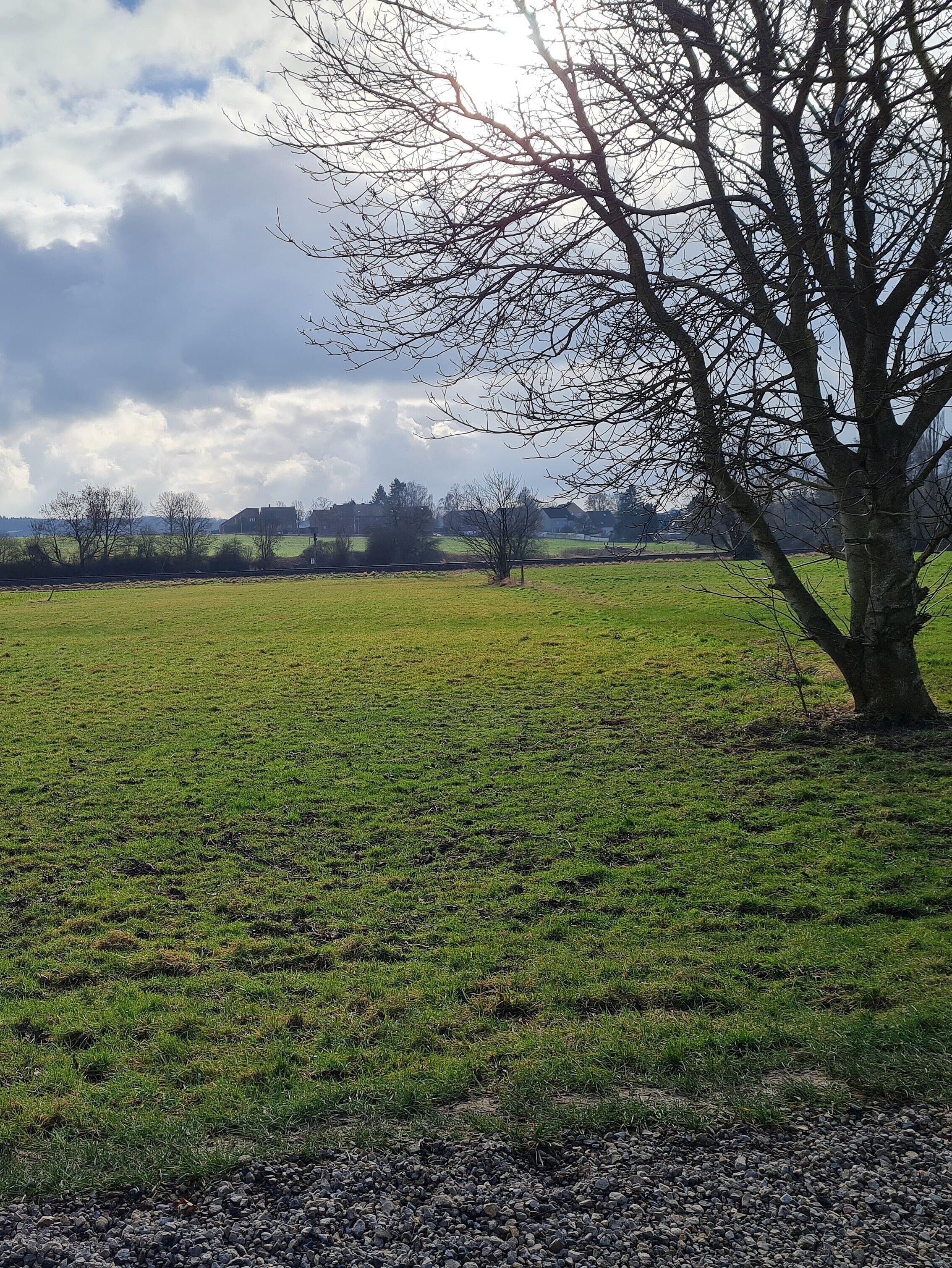 Eine Wiese mit einem Baum an der rechten Seite und Bäumen im Hintergrund