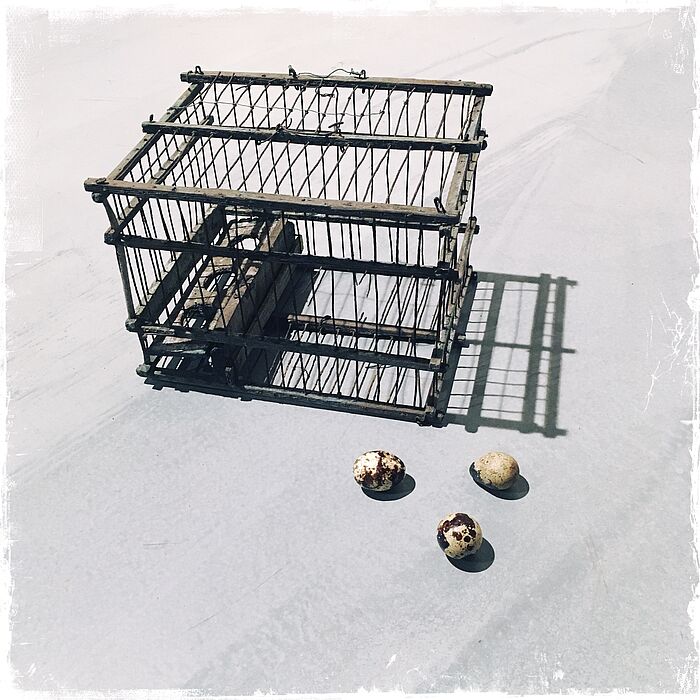 3 Birds