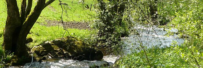 Fluß umrandet mit Bäumen, die über das Wasser ragen. Links ist eine Wiese zwischen den Bumen zu sehen