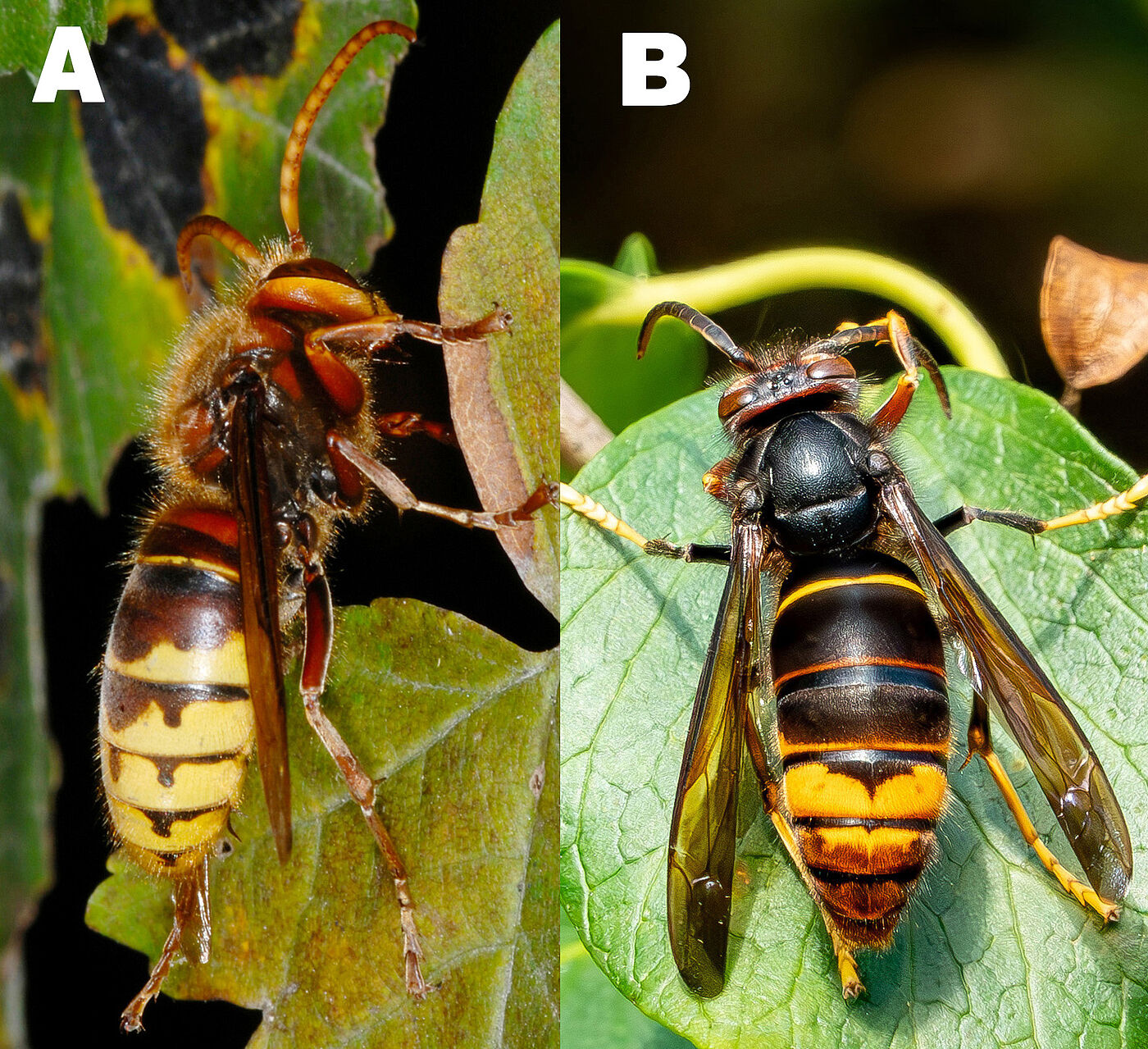 A - Europäische Hornisse-AdobeStock-Peter Oetelshofen B - Asiatische Hornisse-AdobeStock-JEANLUC