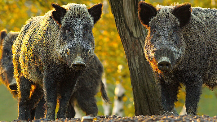 zwei stattliche Wildschweine im Wald schauen in die Kamera