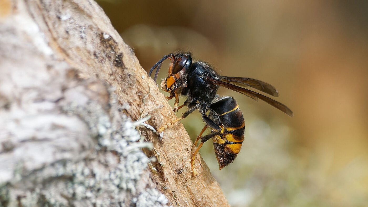 Hornisse auf einem Ast