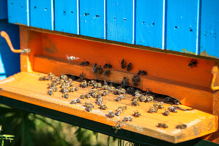 Einflugschneise eines Bienenstocks mit zahlreichen Bienen