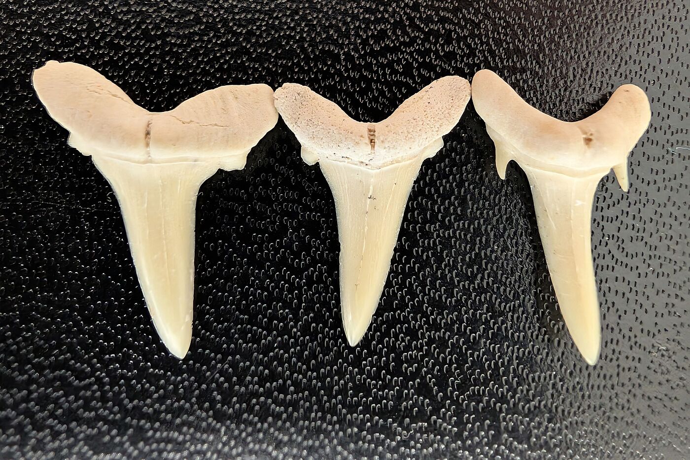 3 Hai Zähne