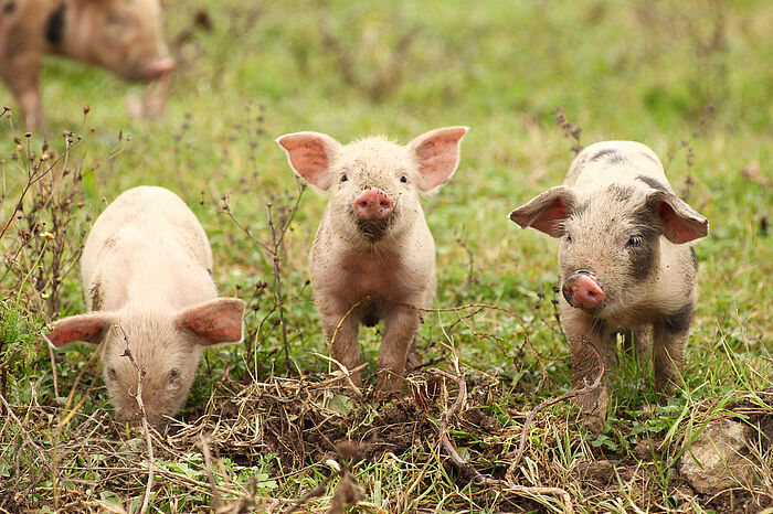 drei kleine Schweine wühlen zufrieden in der Wiese