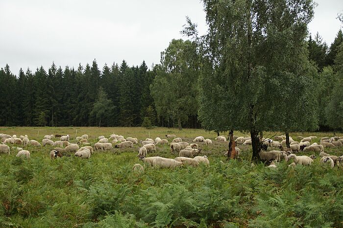 Schafe in einem Naturschutzgebiet