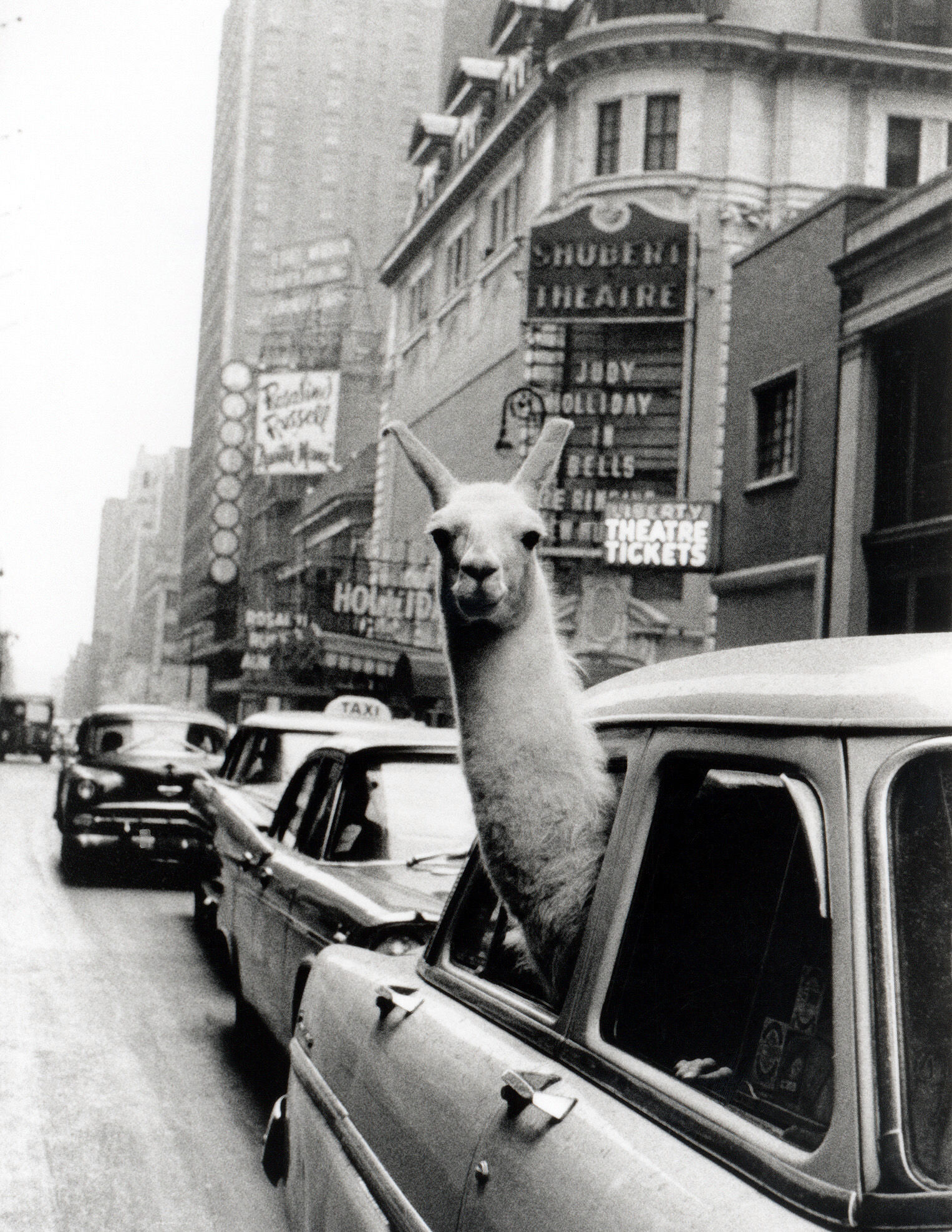 A Lama in Times Square, New York 1957