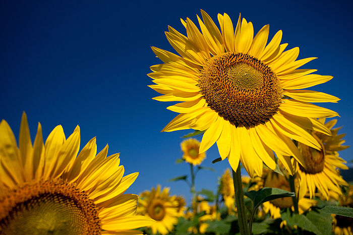 Sonnenblumen und tief blauer Himmel