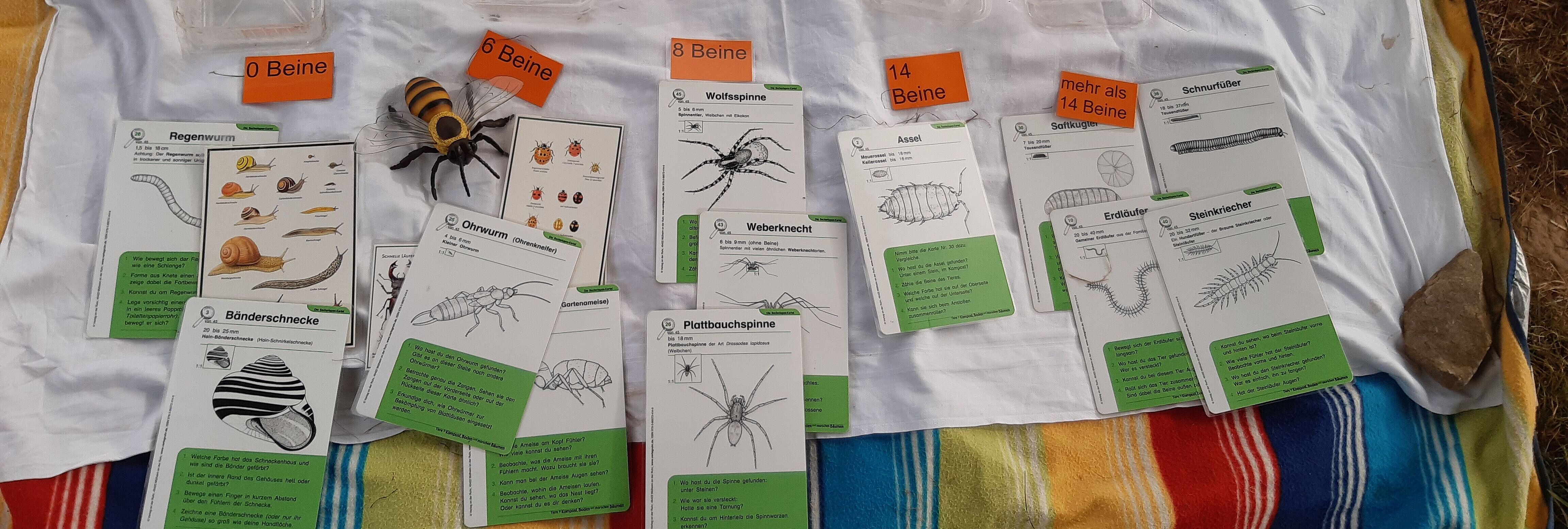 Zu sehen ist ein weißes Laken auf dem sich verschiedenen Bilder, Karten von Tieren (Insekten) befinden, sowie gesammelte Insekten und Spinnentiere.