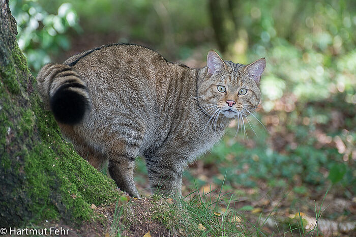 eine Wildkatze in Großaufnahme