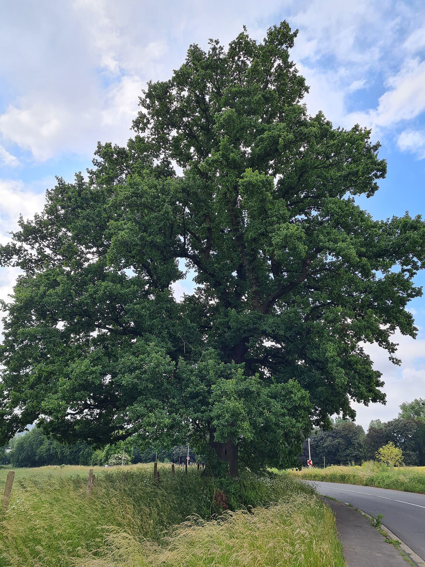 Eine große Eiche.