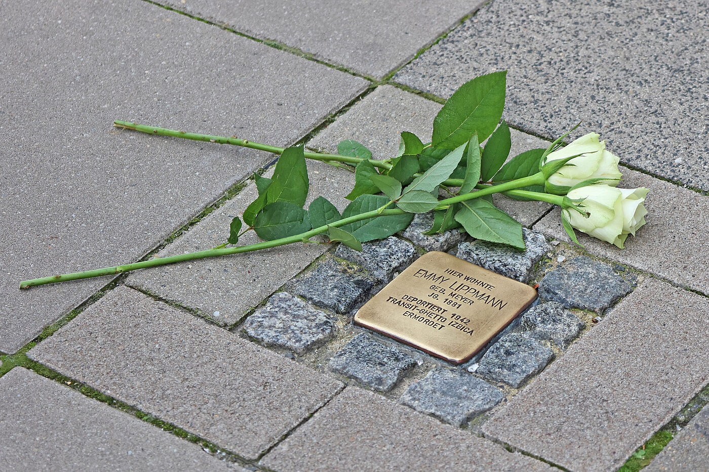 Eine weiße Rose neben einem Stolperstein.