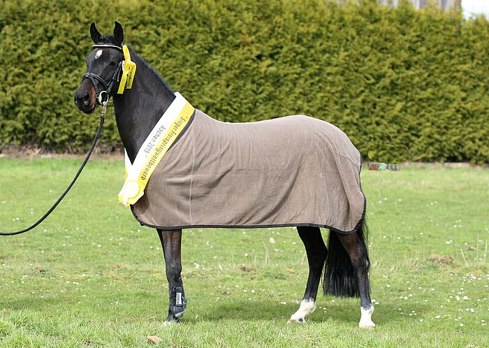 Erf-La-Luna von Ellen Kutsch aus Stolberg, Siegerin der Ponys beim Freispringwettbewerb 2018 schwarzes Pferd mit Decke und Siegerschleife