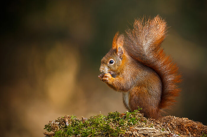 Eichhörnchen