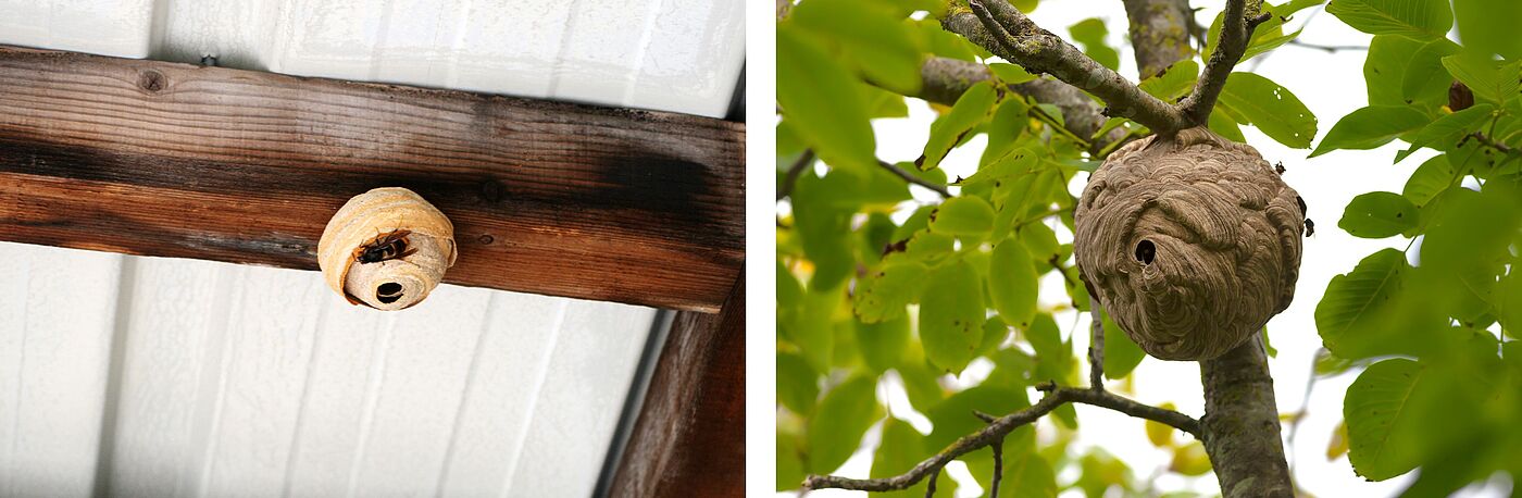 Hornissennester: Primärnest im Aufbau und Sekundärnest mit seitlichem Einflugloch 