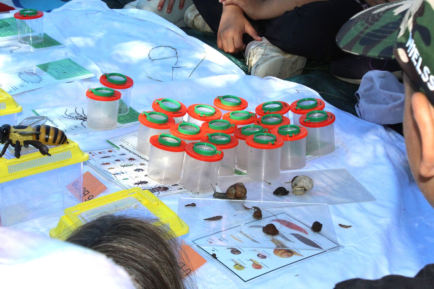 Viele Lupengläser auf einer Decke auf einer Wiese.