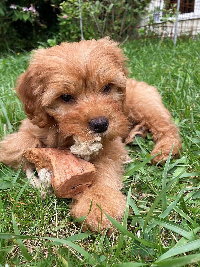 Eine Australien-Labradoodle Hündin liegt auf einer Wiese.