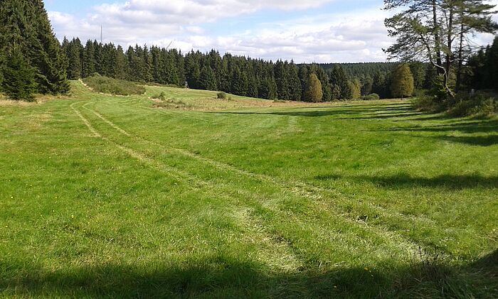 Wiesenfläche mit Fichtenwald im Hintergrund und blauer Himmel mit Wolken durchzogen