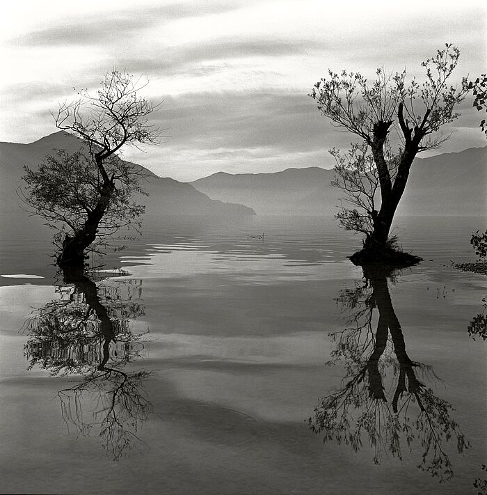 Herbert List, Wasserspiegelung, Lago Maggiore, 1949 Zwei Bäume stehen an einem See und spiegeln sich in der Wasseroberfläche, im Hintergrund ist eine Bergkette zu sehen