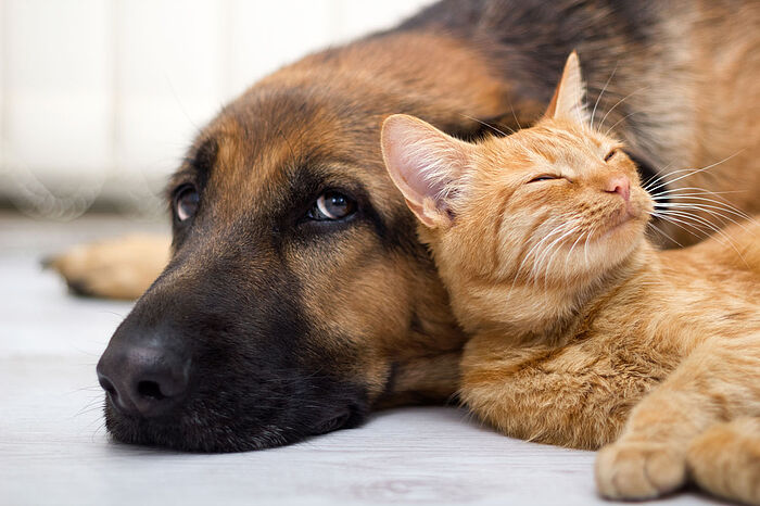Ein Schäferhund und eine rötlich getigerte Katz liegen friedlich nebeneinander