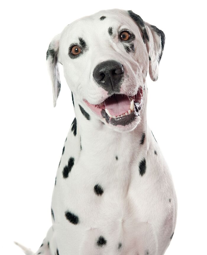 ein sitzender Dalmatiner Hund schaut aufmerksam in die Kamera