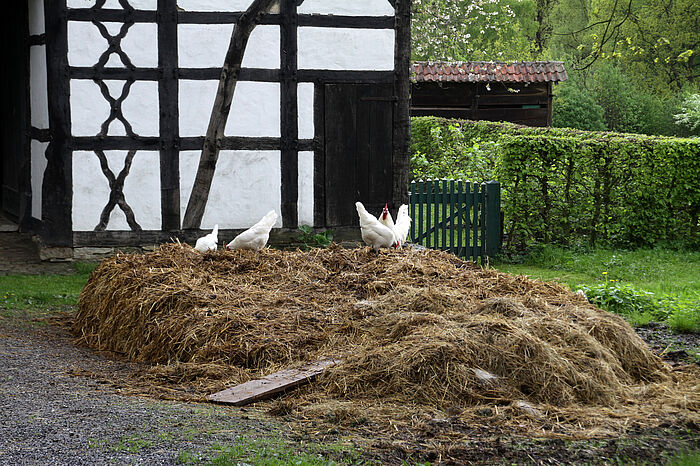 Misthaufen mit weißen Hühnern