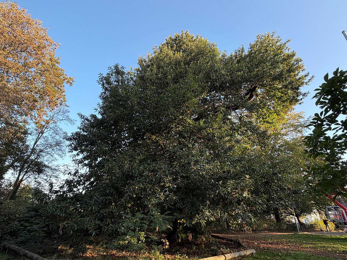 Die Esskastanie im Volkspark Merkstein.