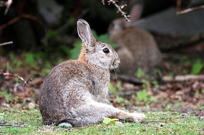 Kaninchen auf Wiese