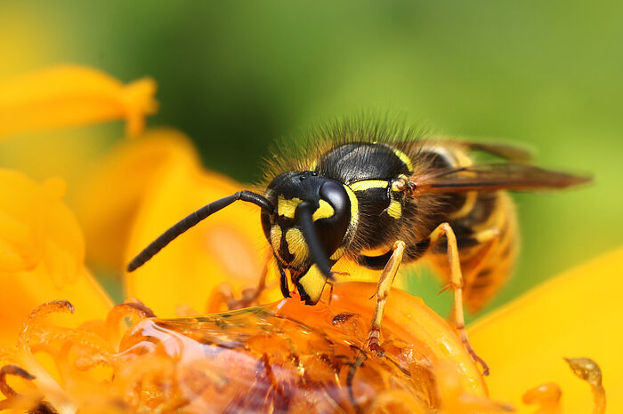 Eine Wespe sitzt auf einer Blüte und trinkt Regenwasser