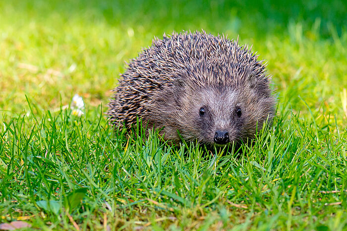 Igel im Gras