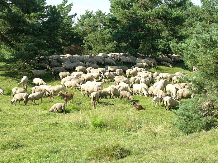 grasende Schafesherde und drei Ziegen