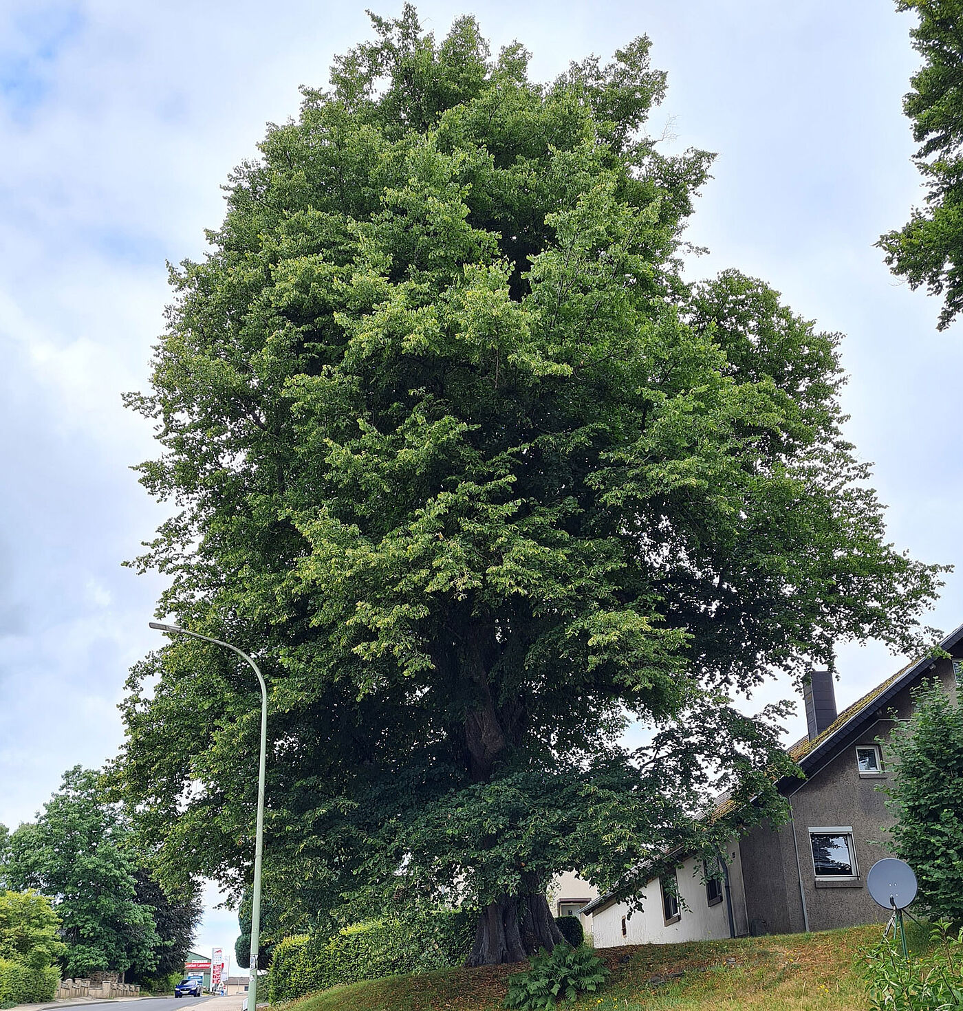 Winterlinde in Lammersdorf