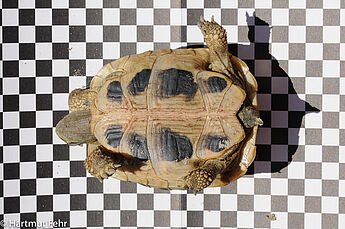 Unterseite der Landschildkröte auf einer Schachbrettmusterunterlage fotographiert