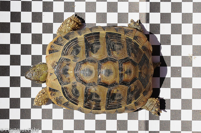 Landschildkröte auf einer Schachbrettmusterunterlage von oben fotographiert