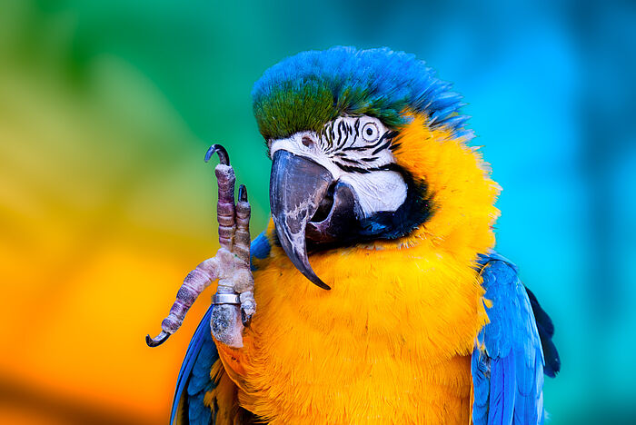 Papagei der seine Kralle hebt und seinen Fußring zeigt