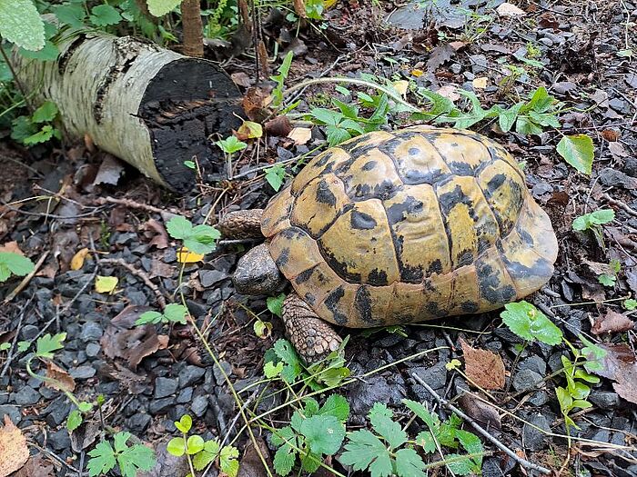 Griechische Landschildkröte Yannis wartet auf ein artgerechtes Zuhause.