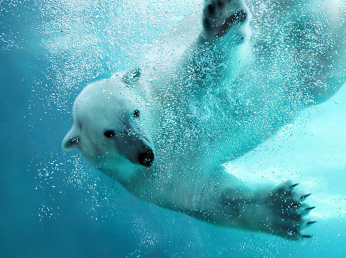 Eisbär unter Wasser
